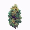 Harlequin Weed Strain