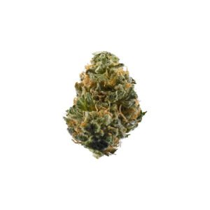 Shiva Skunk